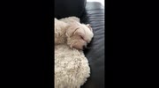 temp
