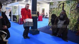 Rushenya The Gorrila Surprises A Man