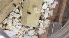 Bizarre 'lucky' bugs kept inside restaurant