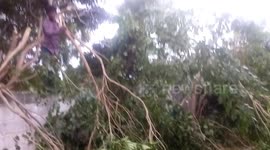 imitating tarzan and fails