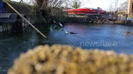 Rescuing a duck out of energy stuck on the ice, her friend had already died