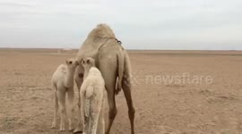 camels in the desert Sabriya in Kuwait
