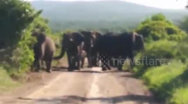 Hluhluwe Safari with Tim Brown Tours - Elephants approach us