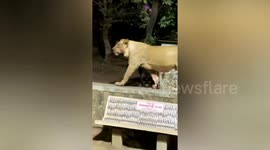 Shocking moment: four to five Lions seen roaming in Busy road in India.