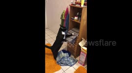 Cheeky cat removes towels from shelves so it can take a seat