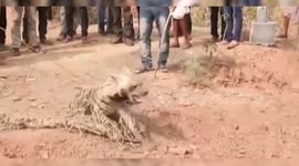 Hyena rescue triggers panic among villagers in Madhya Pradesh