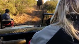 Elephant Mabula charges at Thula Thula game reserve