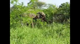 African Safari - Elephant Charge at night