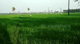 Leopard climbs atop tree after attacking three men in Andhra Pradesh