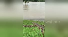 Aussie flood victim spots 7-foot crocodile on her front lawn