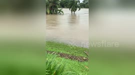 Aussie flood victim spots 7-foot crocodile on her front lawn