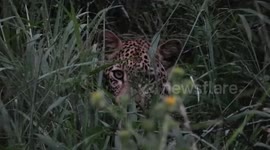 Durban Safari with Tim Brown Tours - Leopard in Hluhluwe
