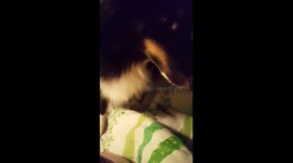 When a Sheepdog wants to get under the covers