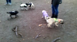 Weihnachtstreffen Möpse dog