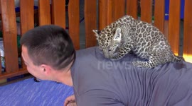 Leopard cub sits on man's back at tourist attraction in Thailand