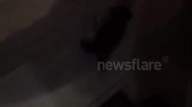 My Puppy Kiyan acting as a mermaid dog