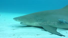 Lemon shark very close up
