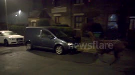 Fugitive llama on the loose in Manchester, UK