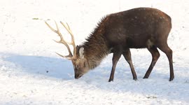 Deer In Snow - Slieve Gallion, N. Ireland - Dec 29th 2014 (clip 2)
