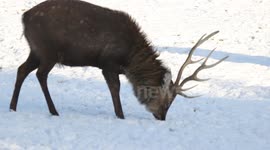Deer In Snow On Slieve Gallion, N. Ireland Dec 29th 2014 (clip 3)