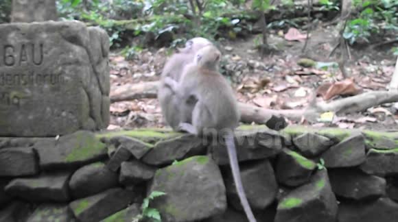 Monkeys Fighting - Ubud Monkey Forest Bali