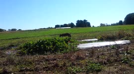 WIld Coyote Comes Right Up To Me In The Middle of an Open Field