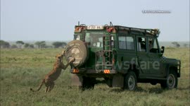 Cheetahs use film vehicle as look-out post