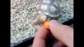 Tortoise tries to eat sweet through glass