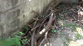 Fireman expertly catches python from under pile of branches in woman's back yard