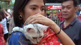 Cute cat wearing his own Chinese New Year costume