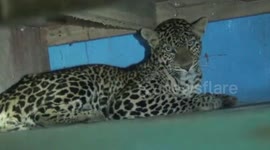 Indian family leaves home for a few days, returns to find leopard has moved in