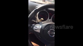''Get out of my car!'' Thai driver panics after finding tiny lizard on steering wheel