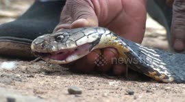 Enormous 10-foot-long cobra caught slithering through south Indian village