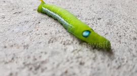 Vividly colourful caterpillar filmed wriggling on the floor in Thailand