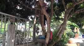 Rescuers catch 7-foot-long python wrapped around tree in front yard