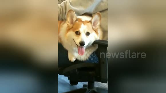 Corgi gives a cheeky wink while working hard in the office