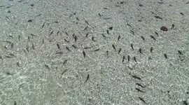 Hundreds of sharks swarm waters off Dirk Hartog Island in Australia