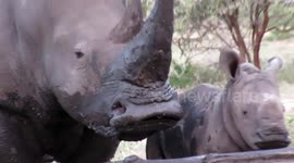 Female rhino scratches her big upper lip then pouts for the camera