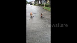 Nine-month-old puppy 'takes the lead' during walk with her older brother