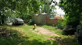 Dog retrieving his toy