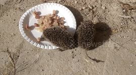 Hedgehogs feeding