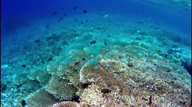 Indonesia Sulawesi Diving