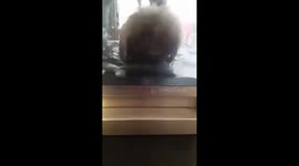 Pekingese having hydrotherapy