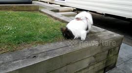 Papillon irritated by a fly