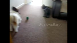 Dog gets it wrong, barks when cat leaves, not when he comes in