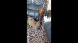 Who's the boss ? Pekingese & Papillon