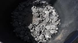 Baby turtles at birth instinctively search the sea.