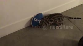 Bengal kitten tries to navigate with his cone on...