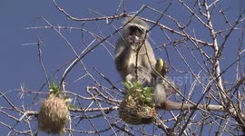 Shocking attack by Monkeys on bird nests and their chicks