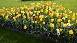 It's amazing to enjoy the beauty of 7 million flowers in one park!